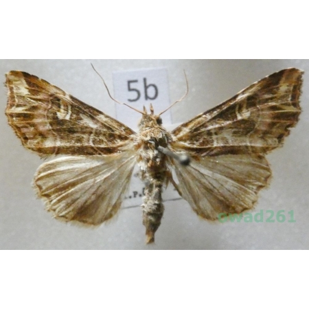 Callopistria juventina (Stoll, 1782) Austria5b